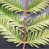 Metasequoia glyptostroboides détail genre été