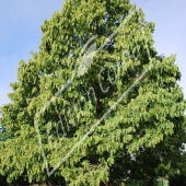 Metasequoia glyptostroboides entier été