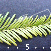 Metasequoia glyptostroboides feuille CM
