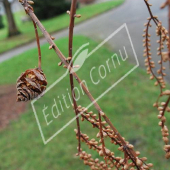 Metasequoia glyptostroboides fruit