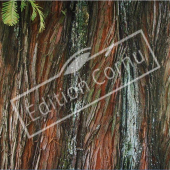 Metasequoia glyptostroboides tronc