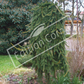 Picea abies ‘Inversa’ entier hiver