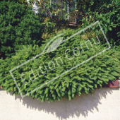 Picea abies ‘Nidiformis’ entier hiver