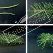 Picea abies 4 photos