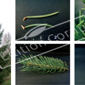 Picea abies 5 photos