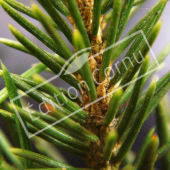 Picea abies détail genre