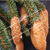 Picea abies fruit