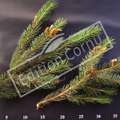 Picea abies rameau CM