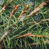 Picea glauca ‘Conica’ détail genre