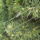 Picea glauca ‘Conica’ détail rameau