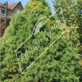 Picea glauca ‘Conica’ entier gros