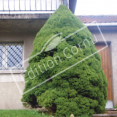 Picea glauca ‘Conica’ entier hiver