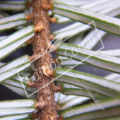 Picea omorika détail genre