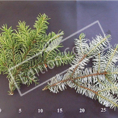 Picea omorika rameau CM