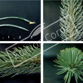 Picea pungens 4 photos