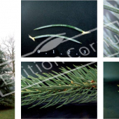 Picea pungens 5 photos