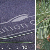 Pinus heldreichii 2 photos détail
