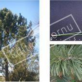 Pinus heldreichii 3 photos