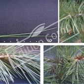Pinus heldreichii 4 photos