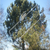 Pinus heldreichii entier hiver