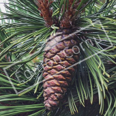 Pinus heldreichii fruit