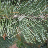 Pinus heldreichii rameau 2