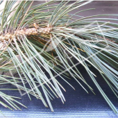 Pinus heldreichii rameau