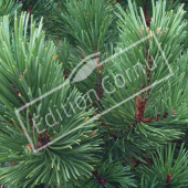 Pinus mugo subsp mugo détail genre