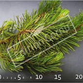 Pinus mugo subsp mugo rameau CM