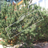 pinus mugo subsp.mugo entier hiver 2