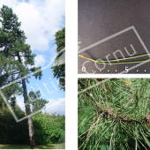 Pinus nigra subsp. laricio 3 photos