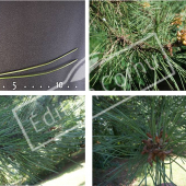 Pinus nigra subsp. laricio 4 photos
