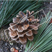 Pinus nigra subsp. laricio fruit