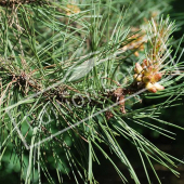 Pinus nigra subsp. laricio rameau