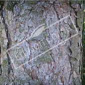 Pinus nigra subsp. laricio tronc