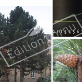Pinus nigra subsp. nigra 3 photos