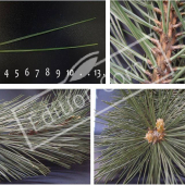Pinus nigra subsp. nigra 4 photos