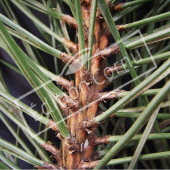 Pinus nigra subsp. nigra détail genre