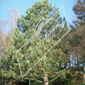 Pinus nigra subsp. nigra entier hiver