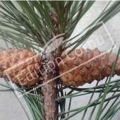 Pinus nigra subsp. nigra fruit2