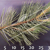 Pinus nigra subsp. nigra rameau CM