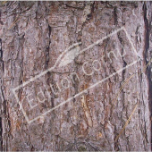 Pinus nigra subsp. nigra tronc