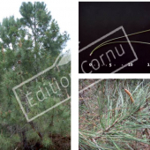 Pinus pinaster 3 photos