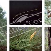 Pinus pinaster 5 photos
