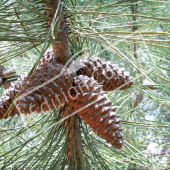 Pinus pinaster fruit