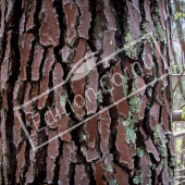 Pinus pinaster tronc