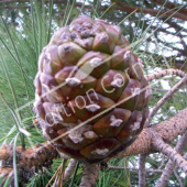 Pinus pinea fruit
