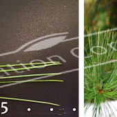 Pinus strobus 2 photos détail