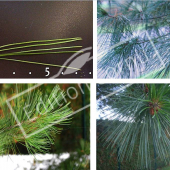 Pinus strobus 4 photos