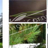 Pinus strobus 5 photos